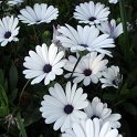Osteospermum ecklonis 'Serenity White' fleur